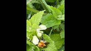 Spring at Tocil Wood Nature Reserve