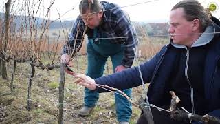 Figula Pincészet - Metszés a Száka-dűlőben