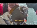 水湳洞香菇頭 釣況分享 wild fishing in taiwan. 嘟嘟釣魚狂 261 2024 06 06