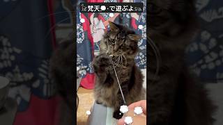 【猫動画】𓃠梵天💭遊び𓃬 #shorts #cat #猫