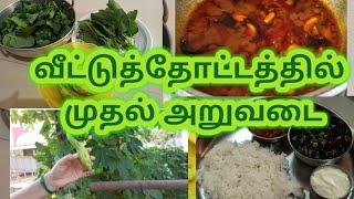 வீட்டுத் தோட்டத்தில் பறித்த இயற்கை காய்கறி சமையல்/Home Garden Organic Vegetables Cooking/DIML