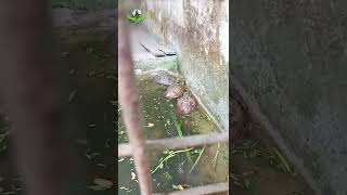 কচ্ছপের ভিডিও দেখুন | tortoise, turtle, কচ্ছপ কাটা #short প্রাণী জগৎ-2.O