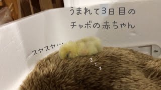 【チャボ】初めてのお世話* Bantam baby on the third day of life/うまれて3日目のチャボの赤ちゃんを育てる