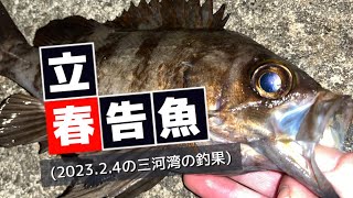 立春の夜にとんでもないめばるさんが釣れた三河湾(2023.2.4の三河湾の釣果)