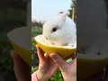 discover a cute little rabbit