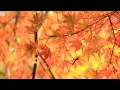 最上山公園もみじ山2011年11.20.wmv