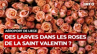 Saint Valentin : y a-t-il des larves d’insectes dans les cargaisons de roses ? - RTBF Info