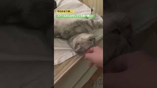 エアーふみふみをしている猫が愛しい #cat