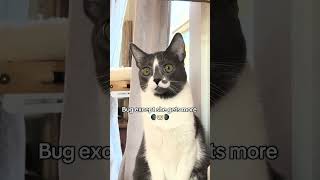 Watch How This Cat Says Good Morning