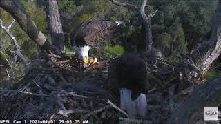 AEF~NEFL Nest Cam~Samson brings Gabby breakfast~Happy New Year 1 1 2021