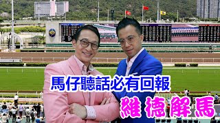 維德解馬 第378集  馬仔聽話必有回報