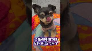 恐縮です🙇　#ワンコどうでしょうチャンネル #犬のいる生活 #チワマル#ししまる