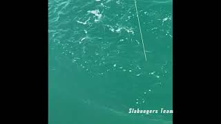 Bluefish live strike on Angry Gar