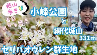 【小峰公園🌸】セリバオウレンを見て網代城山・弁天山・花見山を登ったら下山がとんでもなかった