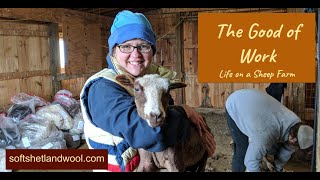 Sheep Farm Vlog #71 - Time on Pasture, Tour of the Property and Dyeing Polypay with Orange Koolaid