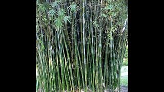 Seabreeze Bamboo (Bambusa Malengensus) Clumping, Hardy Variety