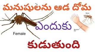 Why drinking the humans blood of mosquitoe|| దోమలు ఎందుకు మనుషుల రక్తం కావాలి