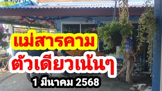 แม่สารคาม#ตัวเดียวเน้นๆ#1 มีนาคม 2568