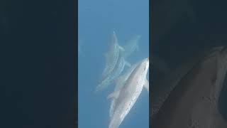 Atlantic Spotted Dolphins invade my dive!   #shorts #mysharklife