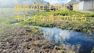 東京の住宅街を流れる湧き水から成る小川