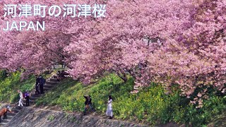 【河津桜】河津町の河津桜まつり　静岡県伊豆のお花見旅　Izu, JAPAN Travel for Cherry blossoms　Sakura　見頃の絶景　開花状況　ライブカメラ