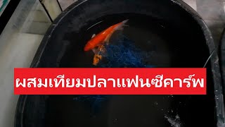 ปี4 EP.94 การฉีดฮอร์โมนผสมเทียมปลาคาร์พ