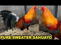 Pure Sweater Cardinal Kelso Penny Hatch Jap - SAHUAYO FARM Beautiful Birds Farm Visit