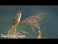 burung kerak basi ramai