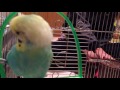 セキセイインコ 鈴の魔力