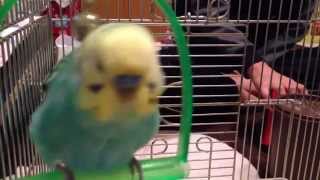 セキセイインコ  鈴の魔力