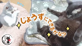 大人猫のマネして毛づくろいする子猫が尊い …ฅ^•ω•^ฅ A kitten grooming itself by imitating an adult cat is precious!