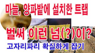 작물해충 조기 방제와 예찰을 위한 끈끈이 트랩 . 마늘, 양파밭에 설치한 끈끈이트랩, 벌써 이런 넘이? -마늘재배에서 가장 속 썩이는 고자리파리 확실하게 잡자