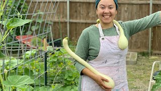 Are Tromboncino Zucchino Rampicante Squash Really Vine Borer Resistant?