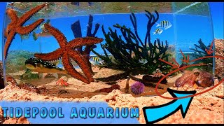 Amazing Sea Creatures Tidepool Aquarium On The Beach