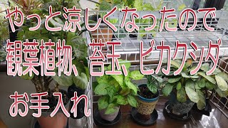 やっと涼しくなったので、観葉植物、苔玉、ビカクシダ、お手入れ