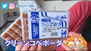 【らんちゅう当歳飼育】孵化後約10日!!冷凍コペポーダも食べるようになったよ!!