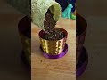 3D Printed Planter Long Term Test 1