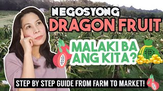 NEGOSYONG DRAGON FRUIT/MALAKI BA ANG KITA? STEP BY STEP GUIDE FROM FARM TO MARKET