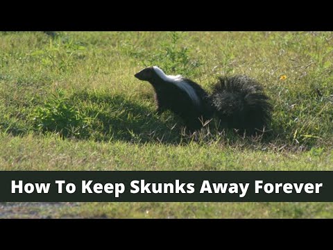 How long do baby skunks stay in the nest?