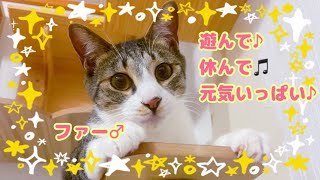 【保護猫】遊んで♪休んで♫元気いっぱい♪ファー♂【シェルター】Japan's rescued cats