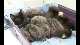 母親を失い、ミルクを飲まなくなったハリネズミの赤ちゃん達。愛情深い母猫の行動が、衰弱した幼い命を救い出す！【感動する話】