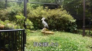 ハシビロコウ飛んだ！Part 2　千葉市動物公園