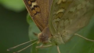 Pansy butterflies' unique appearance for self-protection