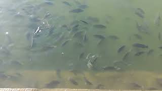 padmatheertham pond trivandrum sree padmanabhaswamy temple