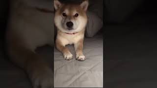 こたつに入ってきた柴犬　耳がかわいかった　#shorts