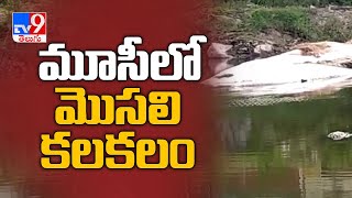 Crocodile found in Hyderabad Musi river - TV9
