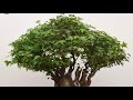 pruning a trident maple bonsai