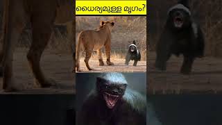 ഏറ്റവും ധൈര്യമുള്ള മൃഗം നിങ്ങൾക്ക് അറിയാമോ???#shorts #questionanswer #viral #trending #quiz #facts