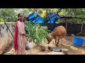 இப்படி இப்படி காய் வந்தால் எப்படி எப்படி நான் மறுத்திடுவேன்🌿multi vegetables harvesting villagelife