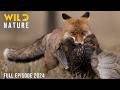 GREAT SMOKY MOUNTAINS | Top Predators and Majestic Wilderness | Animal documentary